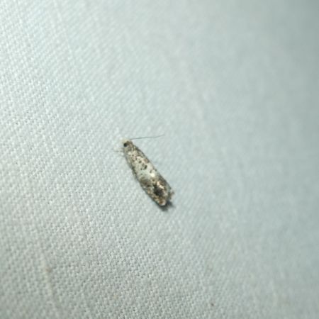 Epinotia subocellana  - Sylvain Lethuillier