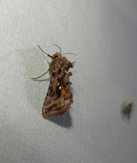 Autographa pulchrina  - Sylvain Lethuillier