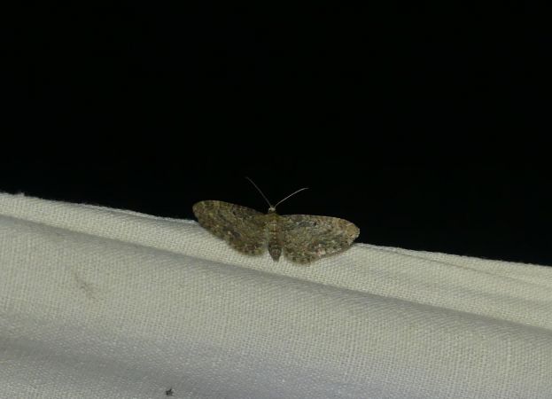 Eupithecia subfuscata  - Sylvain Lethuillier