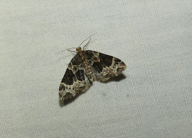 Ecliptopera silaceata  - Sylvain Lethuillier