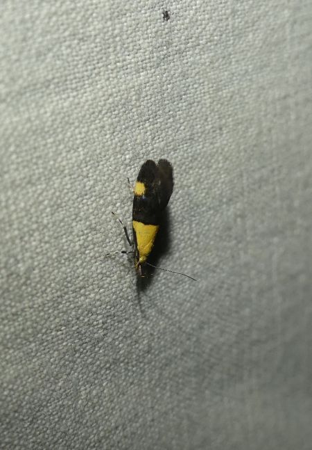 Oecophora bractella  - Sylvain Lethuillier