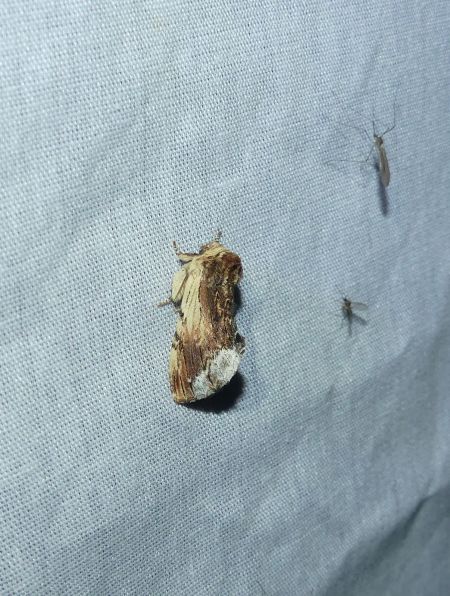 Bombyx capuchon  - Sylvain Lethuillier