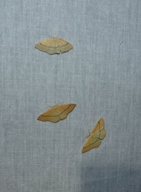 Cyclophora linearia  - Sylvain Lethuillier