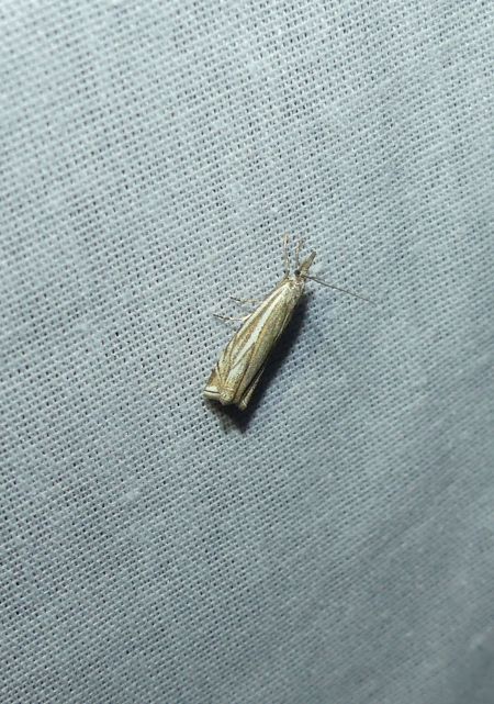 Crambus lathoniellus  - Sylvain Lethuillier
