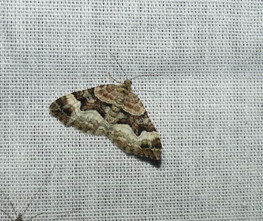 Xanthorhoe biriviata  - Sylvain Lethuillier