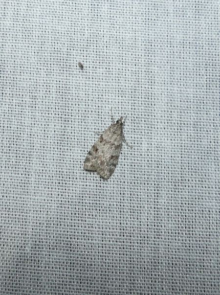 Eudonia sp.  - Sylvain Lethuillier