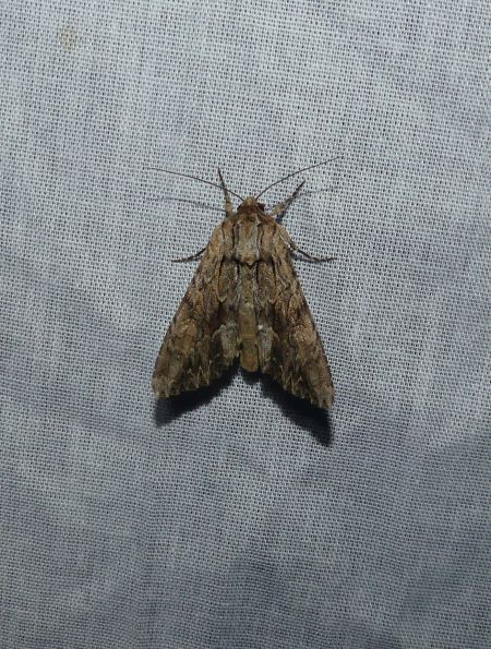 Apamea monoglypha  - Sylvain Lethuillier