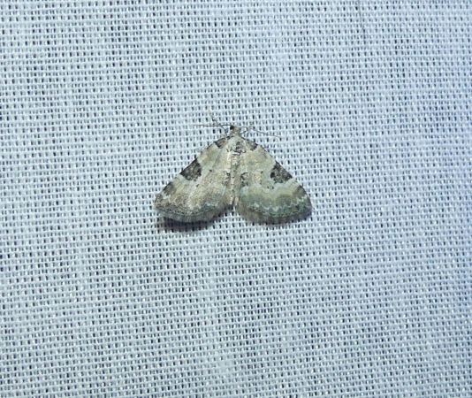 Perizoma blandiata  - Sylvain Lethuillier