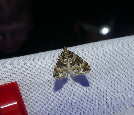 Electrophaes corylata  - Sylvain Lethuillier