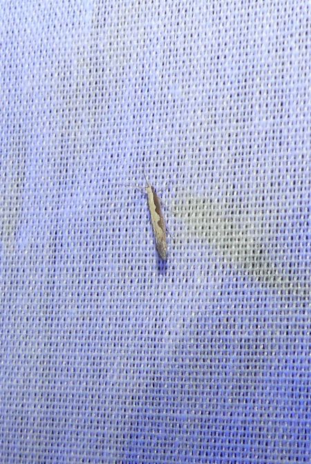 Plutella xylostella  - Sylvain Lethuillier