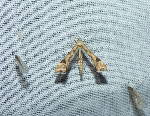 Platyptilia sp.  - Sylvain Lethuillier