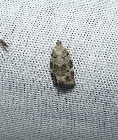 Dichelia histrionana  - Sylvain Lethuillier