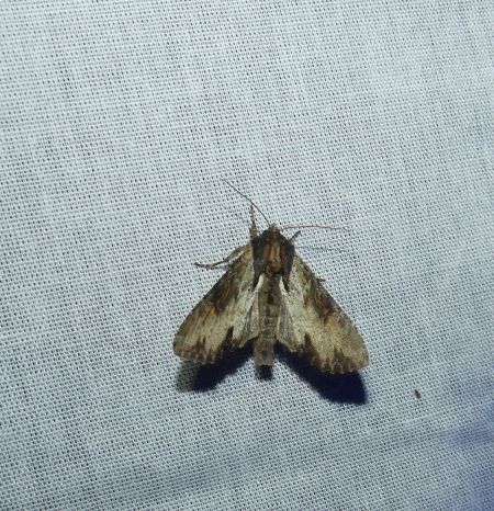 Apamea crenata  - Sylvain Lethuillier
