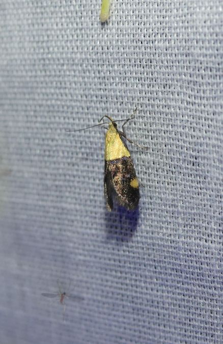 Oecophora bractella  - Sylvain Lethuillier