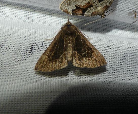 Hypena crassalis  - Sylvain Lethuillier