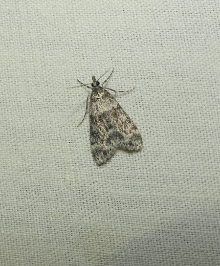 Eudonia mercurella  - Sylvain Lethuillier