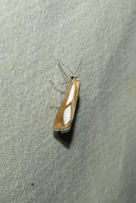 Catoptria conchella  - Sylvain Lethuillier