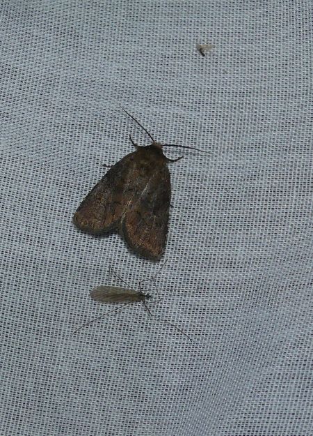 Rusina ferruginea  - Sylvain Lethuillier
