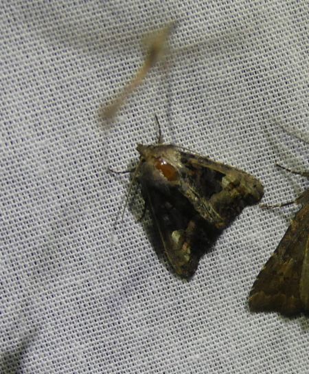 Euplexia lucipara  - Sylvain Lethuillier