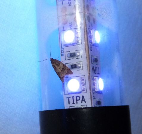 Cnephasia incertana  - Sylvain Lethuillier