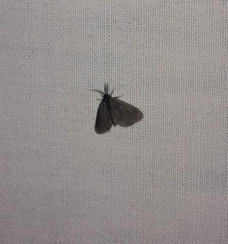 Epichnopterix plumella  - Sylvain Lethuillier
