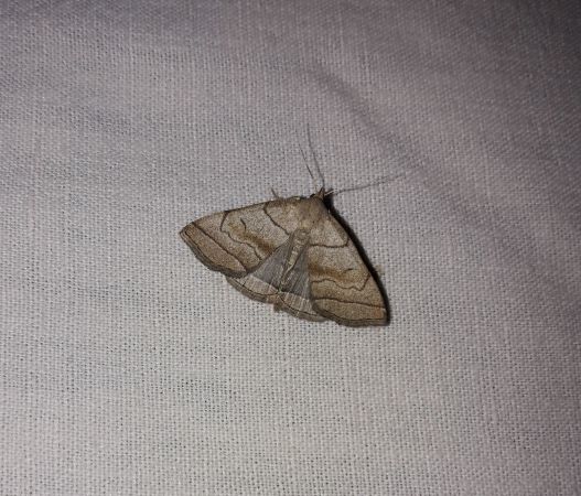 Herminia tarsicrinalis  - Sylvain Lethuillier