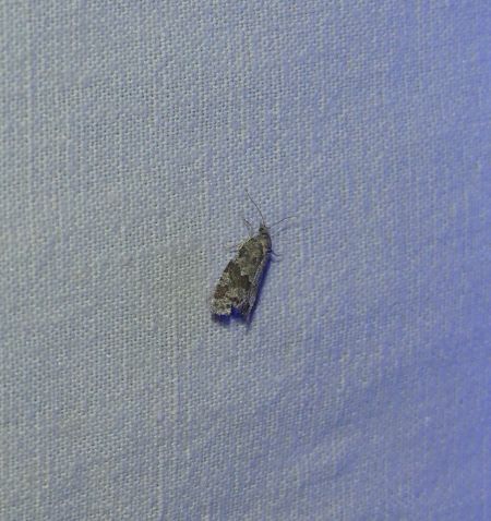 Cnephasia sp.  - Sylvain Lethuillier