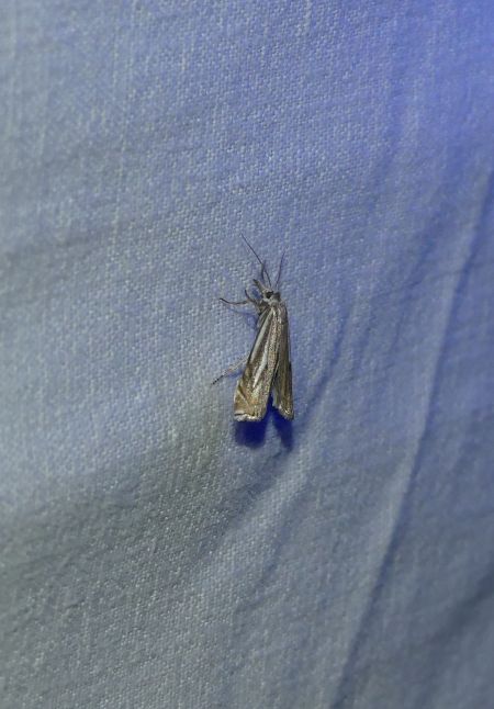 Crambus lathoniellus  - Sylvain Lethuillier