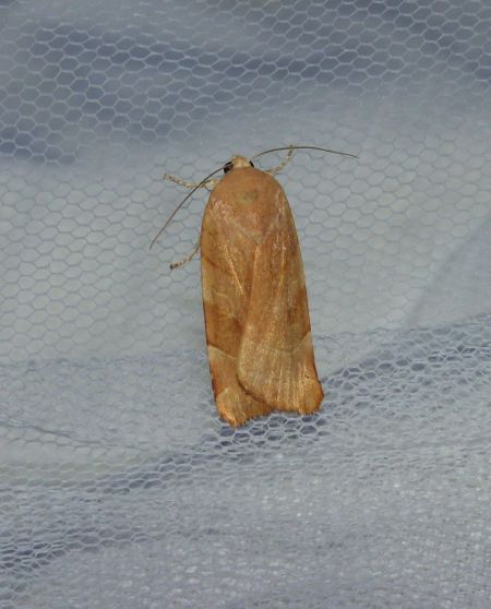 Noctua fimbriata  - Sylvain Lethuillier