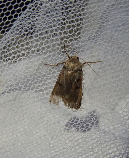 Eugnorisma glareosa  - Sylvain Lethuillier