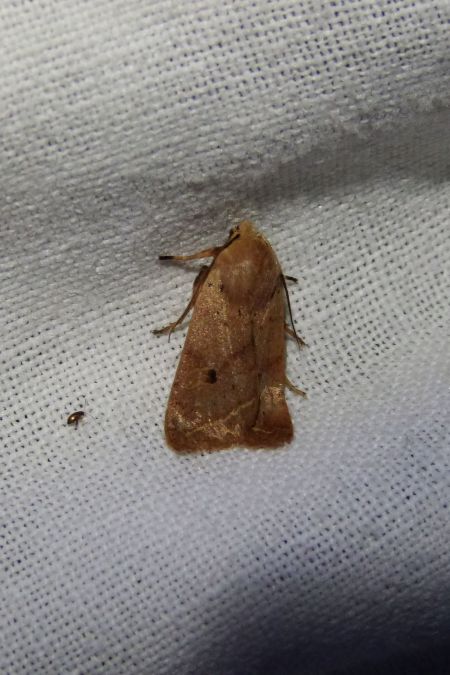 Agrochola macilenta  - Sylvain Lethuillier