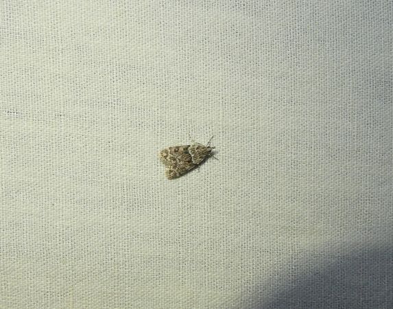 Eudonia mercurella  - Sylvain Lethuillier