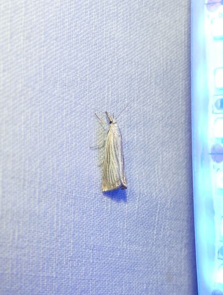 Crambus des jardins  - Sylvain Lethuillier