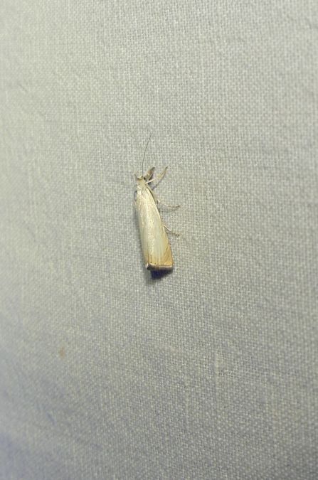 Crambus des jardins  - Sylvain Lethuillier