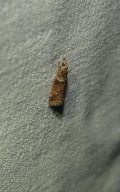 Acrobasis repandana  - Sylvain Lethuillier