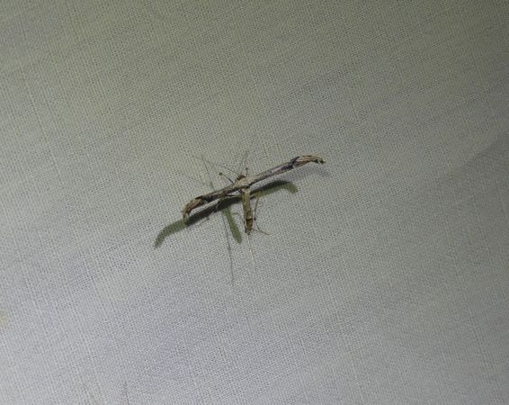 Oidaematophorus lithodactyla  - Sylvain Lethuillier