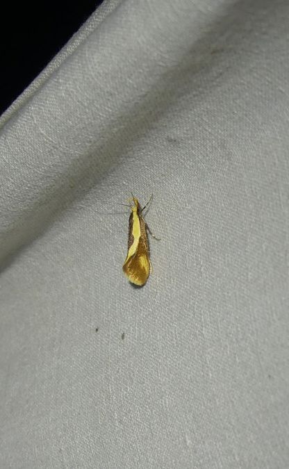 Harpella forficella  - Sylvain Lethuillier