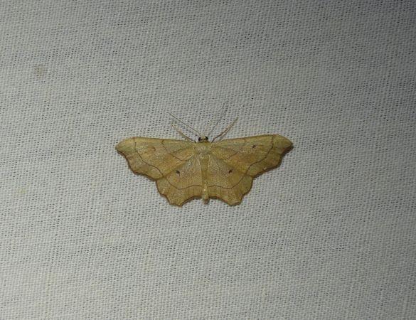 Idaea emarginata  - Sylvain Lethuillier