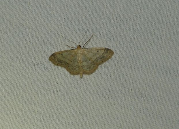 Idaea biselata  - Sylvain Lethuillier