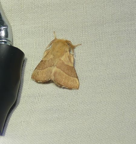 Bombyx à livrée  - Sylvain Lethuillier