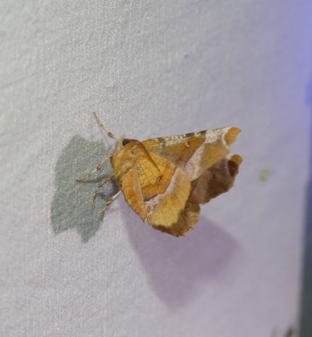 Selenia tetralunaria  - Sylvain Lethuillier