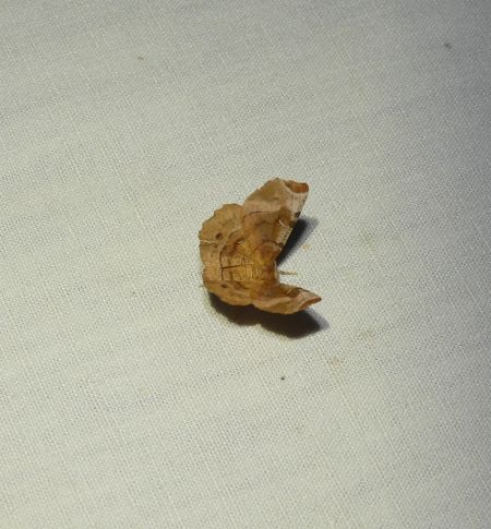 Selenia tetralunaria  - Sylvain Lethuillier