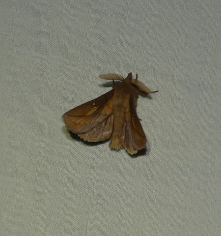 Buveuse (Bombyx buveur)  - Sylvain Lethuillier