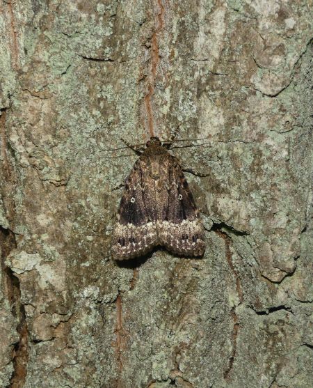Amphipyra berbera  - Sylvain Lethuillier