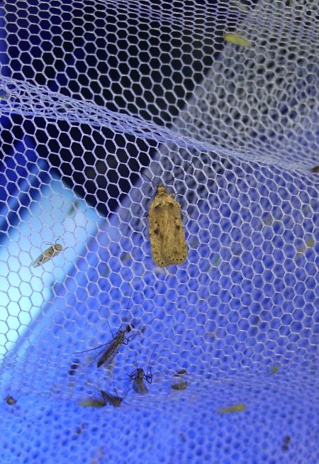 Agonopterix yeatiana  - Sylvain Lethuillier