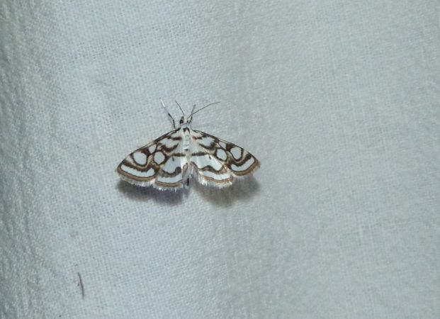Nymphula nitidulata  - Sylvain Lethuillier