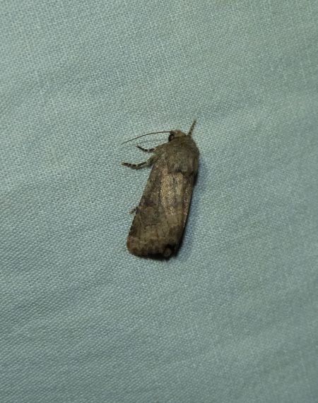 Luperina testacea  - Sylvain Lethuillier