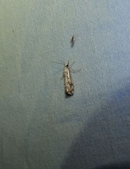 Catoptria falsella  - Sylvain Lethuillier