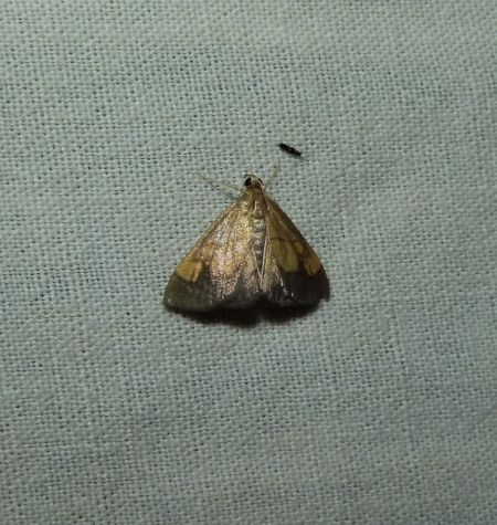 Evergestis limbata  - Sylvain Lethuillier