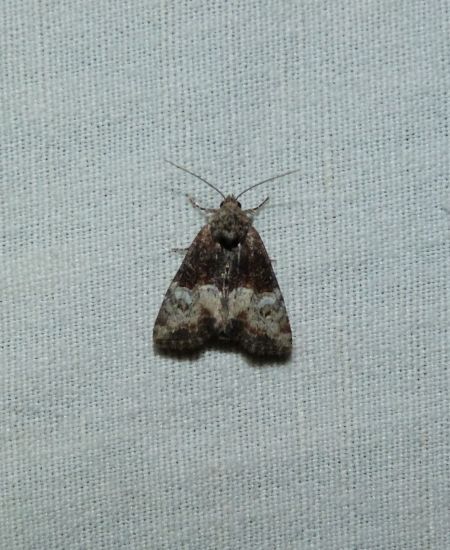 Mesoligia furuncula  - Sylvain Lethuillier